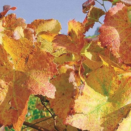 두르바흐 Weingut Alfred Huber 아파트 외부 사진