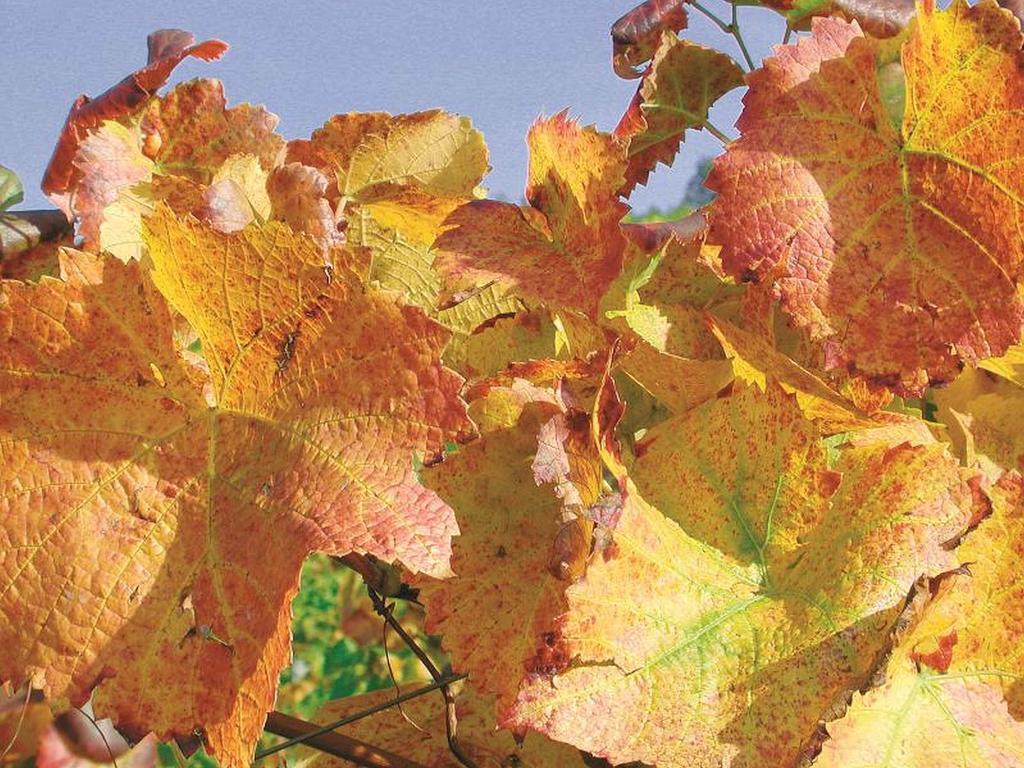 두르바흐 Weingut Alfred Huber 아파트 외부 사진